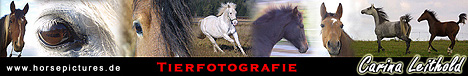 Horsepictures